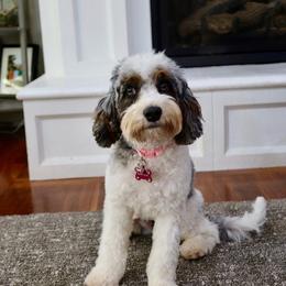 Daisy - Cavapoo