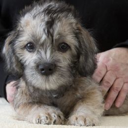 Dandie Dinmont Terrier Puppies from Bonnyrigg