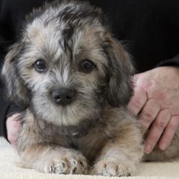 Dandie Dinmont Terrier Puppies from Bonnyrigg
