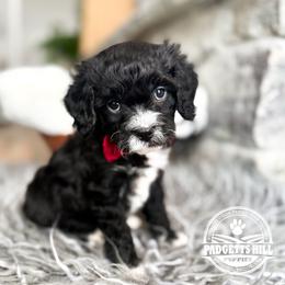 Romeo - Black and white male Cavapoo puppy in Natural Bridge, Virginia from Padgetts Hill Puppies