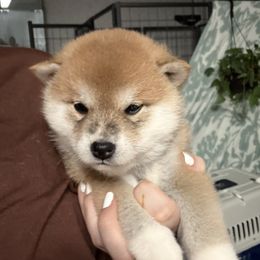 Socks - Red female Shiba Inu puppy in Hanford, California from Yamadori Shiba Inu