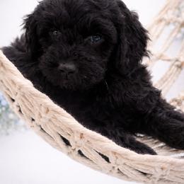 Blue - Black male Goldendoodle puppy in Byron, Georgia from Southern Olive Doodles 🫒