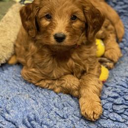 Goldendoodle Puppies from Coal Country Doodles