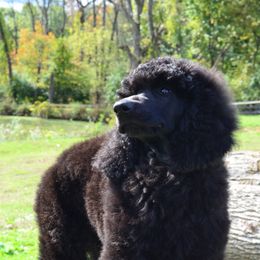 Poodle Puppies from D and D Standard Poodles