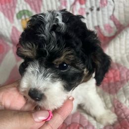 Zoe, pink - Parti female Poodle puppy in Winter Haven, Florida from Herdez’s Poodles