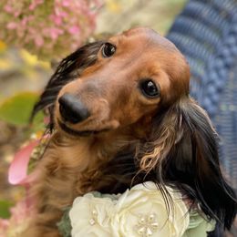 Haney - Dachshund