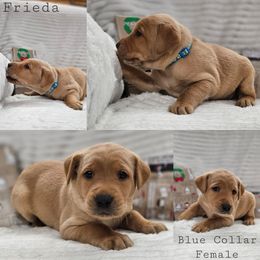 Frieda - Yellow female Labrador Retriever puppy in Boyd, Minnesota from Lindley Labradors