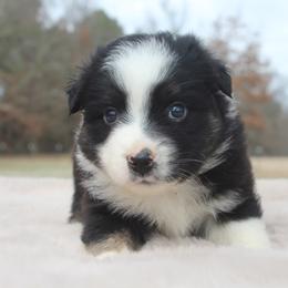 Balto-1100 - Black tri-color male Australian Shepherd puppy in Star City, Arkansas from Blush & Lace Aussie Co.