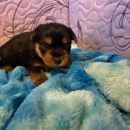 Bob - Black and tan male Yorkshire Terrier puppy in Lamar, Missouri from RJ’S Classy Yorkies