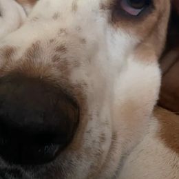 Basset Hounds from Finley River Puppies