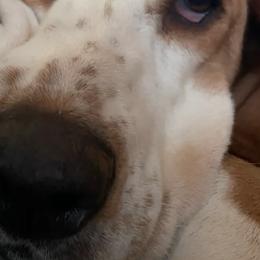Basset Hounds from Finley River Puppies