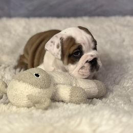 Bulldog Puppies from Sweet Rolls