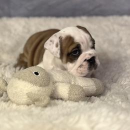 Bulldog Puppies from Sweet Rolls