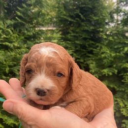 Bingo - Red and white female Cockapoo puppy in Strasburg, Pennsylvania from Dana's Domain Cockapoos