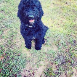 Goldendoodle All Grown Up from Lazy Dayz Doodles