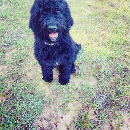 Goldendoodle All Grown Up from Lazy Dayz Doodles