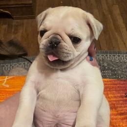 Bully (Grey collar) - White male Pug puppy in Spokane, Washington from Kapelac's Royal Pugs