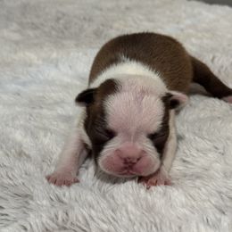 Girl 1 Deena - Black brindle and white female Boston Terrier puppy in Madera Acres, California from Muggin Bostons Terriers and Mini Dachshund