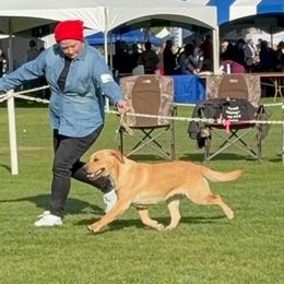Ember - Labrador Retriever
