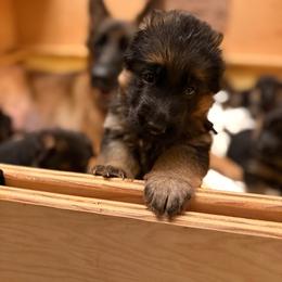 Purple collar - Black and red female German Shepherd puppy in Micanopy, Florida from Von Bourbon Shepherds