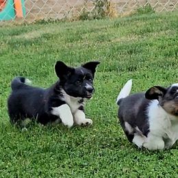 Cardigan Welsh Corgi and Labrador Retriever Puppies from LynnDee's Kennel