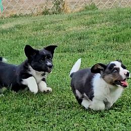 Cardigan Welsh Corgi and Labrador Retriever Puppies from LynnDee's Kennel