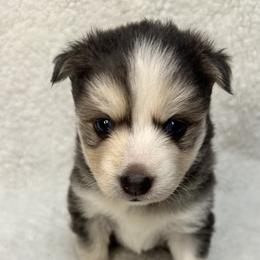 Pomsky All Grown Up from Full Moon Pomskies