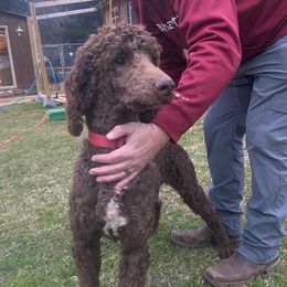Australian Shepherds, Dachshunds, and Poodles from Jillian's Pups