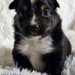 MM.BTM3 - Black tri male Miniature Australian Shepherd puppy in Deer Lodge, Tennessee from KSH Aussie Haven