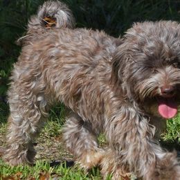 Havanese from Third Coast Havanese