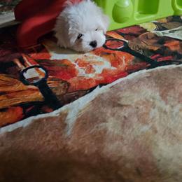 Buck - White male Maltese puppy in Terrell, Texas from PBJ Farms