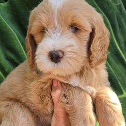 Roe's Orange Boy - Apricot male Goldendoodle puppy in Brea, California from River Doodles