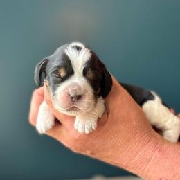 Amelia (Earhart) - Tri-Roan female English Springer Spaniel puppy in Tupalo, Mississippi from Butterfield Trail Farm