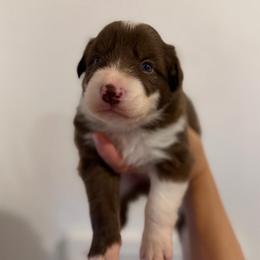 Delta - Red female Border Collie puppy in Kalispell, Montana from North Fork Border Collies