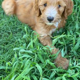 Bernedoodle and Goldendoodle Puppies from Doodling All Day Goldendoodles & Bernedoodles