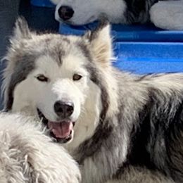 Laura Dickerson - Alaskan Husky