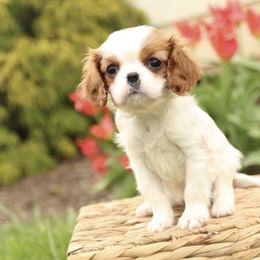 Cavalier King Charles Spaniel Puppies from Happily Ever After Cavaliers