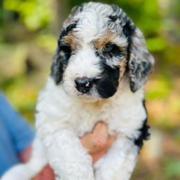 Willow - Merle female Bernedoodle puppy in Natural Bridge, Virginia from Rockbridge Puppies