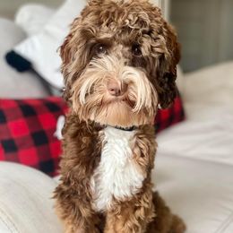 Jack Jack - Australian Labradoodle