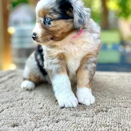Pink - Blue merle female Miniature Australian Shepherd puppy in Silver Creek, Mississippi from E4 Farm Mini Aussie’s