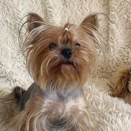 Yorkshire Terriers from Too Cute Yorkies
