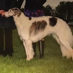 Borzois from Bibikov Borzoi
