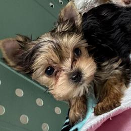 Lilibet - Black and tan female Yorkshire Terrier puppy in Augusta, Georgia from Melissa's Paw Impressions