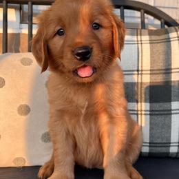 Golden Retriever Puppies from Shupe’s Sweet Southern Goldens