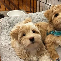 Havana Silk Dogs from Havana Silk Romance