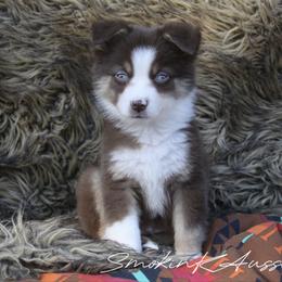 Woody - Red tri-color male Australian Shepherd puppy in Grapeland, Texas from Smokin K Aussies