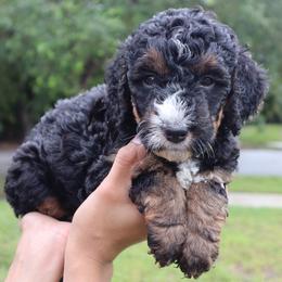 Denali (Yellow Collar) - Tri-color female Bernedoodle puppy in Palmetto Bay, Florida from SOMIDOODLES
