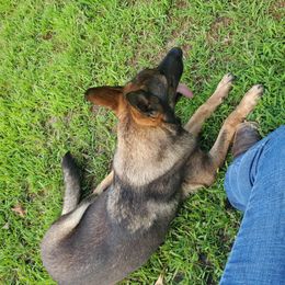 German Shepherd All Grown Up from Rust N Dust Kennels