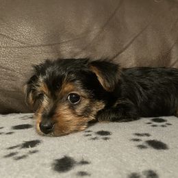 Yorkshire Terrier Puppies from Suttons Yorkies