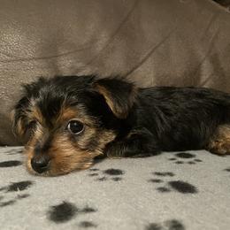 Yorkshire Terrier Puppies from Suttons Yorkies